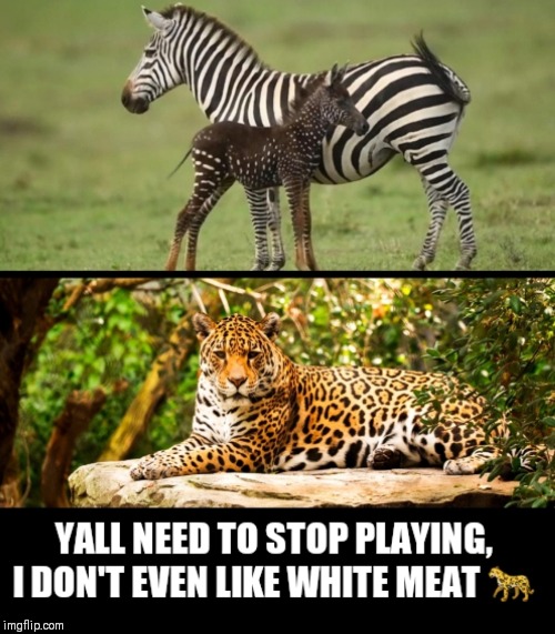 Someone get PETA on line 1 | image tagged in zoo week,crossdresser,funny memes | made w/ Imgflip meme maker