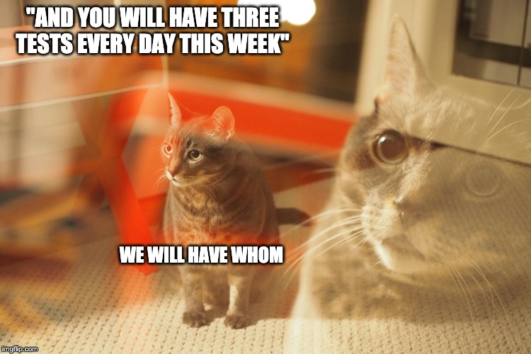 "AND YOU WILL HAVE THREE TESTS EVERY DAY THIS WEEK"; WE WILL HAVE WHOM | image tagged in fun,school,nope,reaction,cat | made w/ Imgflip meme maker