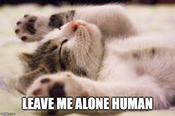 LEAVE ME ALONE HUMAN | image tagged in cats | made w/ Imgflip meme maker