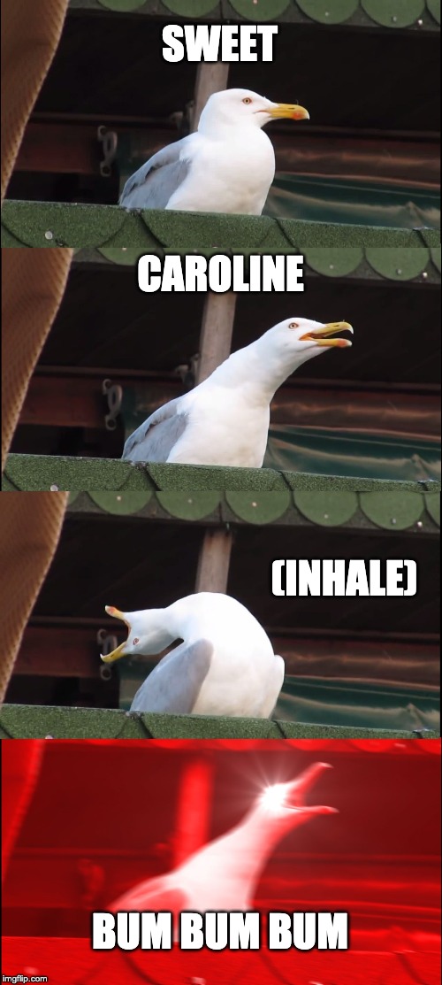 Inhaling Seagull Meme | SWEET; CAROLINE; (INHALE); BUM BUM BUM | image tagged in memes,inhaling seagull | made w/ Imgflip meme maker