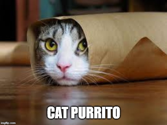 CAT PURRITO | image tagged in funny cats,burritos | made w/ Imgflip meme maker