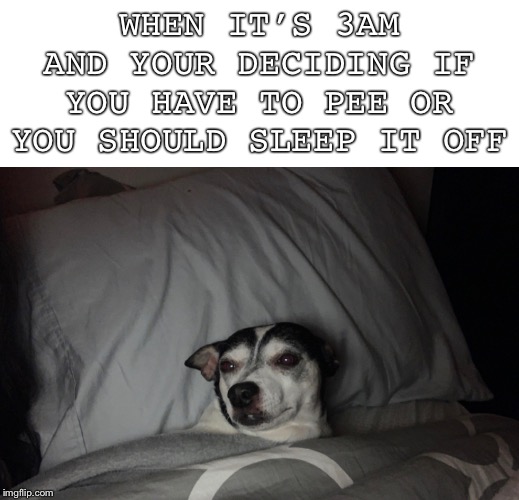 WHEN IT’S 3AM AND YOUR DECIDING IF YOU HAVE TO PEE OR YOU SHOULD SLEEP IT OFF | image tagged in dogs,3am,memes | made w/ Imgflip meme maker