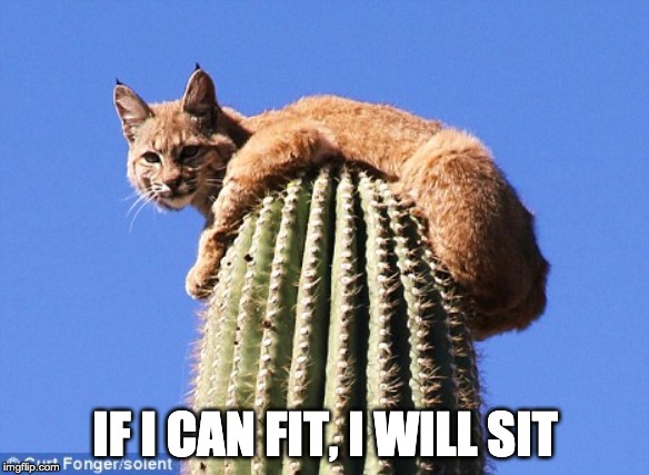 If I can Fit, I Will Sit |  IF I CAN FIT, I WILL SIT | image tagged in cats,cactus | made w/ Imgflip meme maker