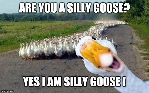 GOOSE | ARE YOU A SILLY GOOSE? YES I AM SILLY GOOSE ! | image tagged in goose | made w/ Imgflip meme maker