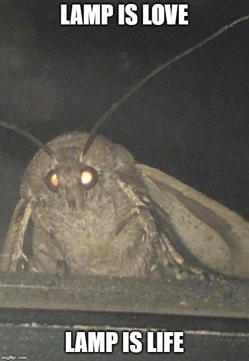 Moth | LAMP IS LOVE LAMP IS LIFE | image tagged in moth | made w/ Imgflip meme maker