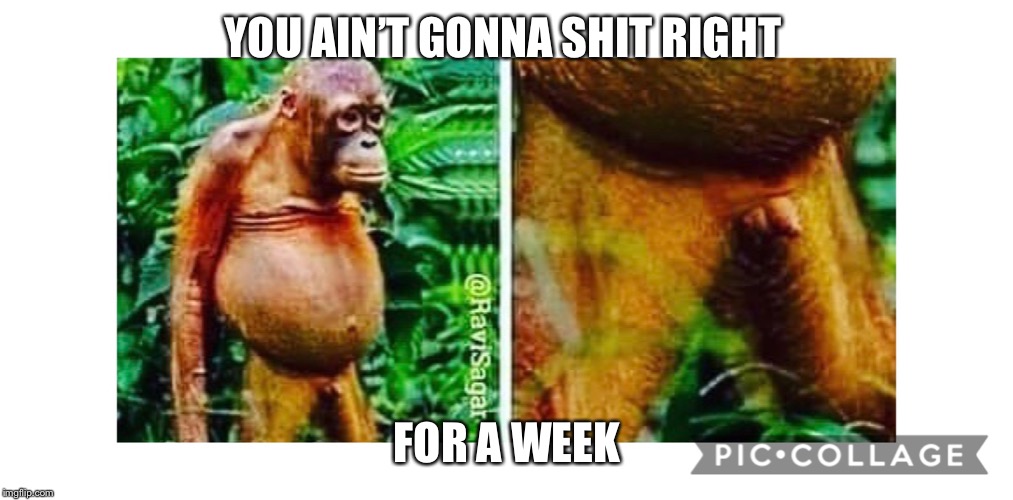 Here comes the boom | YOU AIN’T GONNA SHIT RIGHT; FOR A WEEK | image tagged in small penis,monkey,sex,confidence,funny,wildlife | made w/ Imgflip meme maker