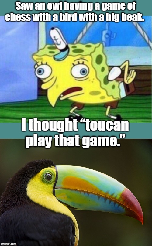 toucan play | Saw an owl having a game of chess with a bird with a big beak. I thought “toucan play that game.” | image tagged in memes,mocking spongebob | made w/ Imgflip meme maker