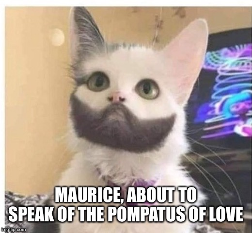 Beard cat | MAURICE, ABOUT TO SPEAK OF THE POMPATUS OF LOVE | image tagged in beard cat | made w/ Imgflip meme maker