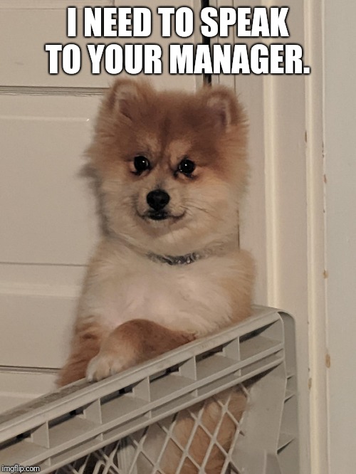 Mad dog | I NEED TO SPEAK TO YOUR MANAGER. | image tagged in mad dog,karen,annoying customers,manager | made w/ Imgflip meme maker