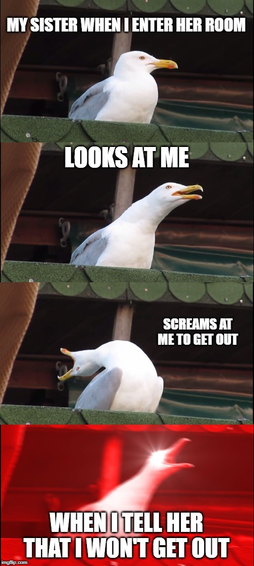 Inhaling Seagull Meme | MY SISTER WHEN I ENTER HER ROOM; LOOKS AT ME; SCREAMS AT ME TO GET OUT; WHEN I TELL HER THAT I WON'T GET OUT | image tagged in memes,inhaling seagull | made w/ Imgflip meme maker