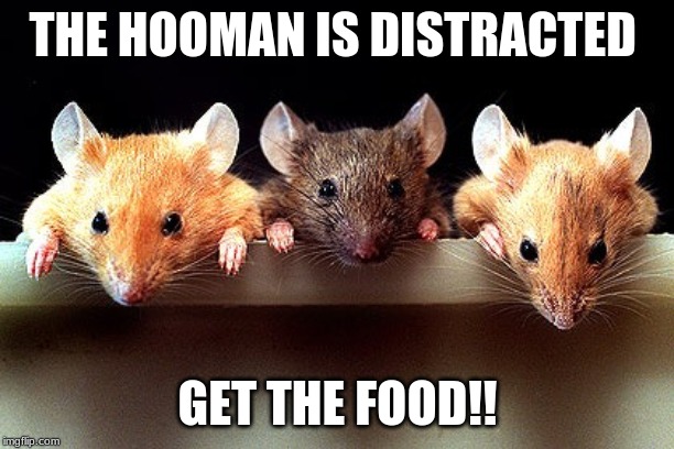 3 mice | THE HOOMAN IS DISTRACTED GET THE FOOD!! | image tagged in 3 mice | made w/ Imgflip meme maker