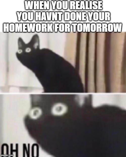 Oh no cat | WHEN YOU REALISE YOU HAVNT DONE YOUR HOMEWORK FOR TOMORROW | image tagged in oh no cat | made w/ Imgflip meme maker