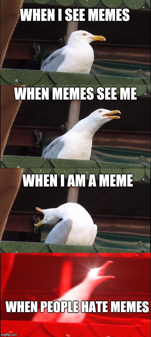 Inhaling Seagull | WHEN I SEE MEMES; WHEN MEMES SEE ME; WHEN I AM A MEME; WHEN PEOPLE HATE MEMES | image tagged in memes,inhaling seagull | made w/ Imgflip meme maker
