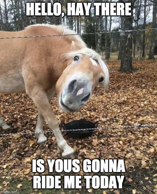 Hello Horse | HELLO, HAY THERE; IS YOUS GONNA RIDE ME TODAY | image tagged in horse,pony,hello,ride | made w/ Imgflip meme maker