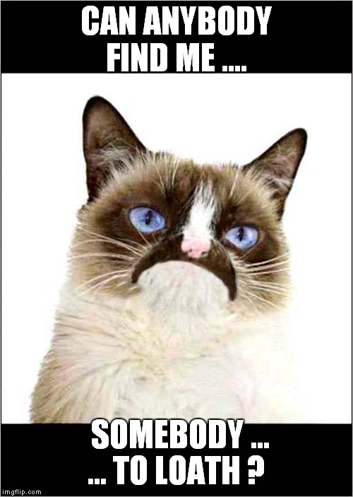 Grumpys Freddy Mercury Tribute 1 | CAN ANYBODY FIND ME .... ... TO LOATH ? SOMEBODY ... | image tagged in fun,grumpy cat,freddy mercury | made w/ Imgflip meme maker