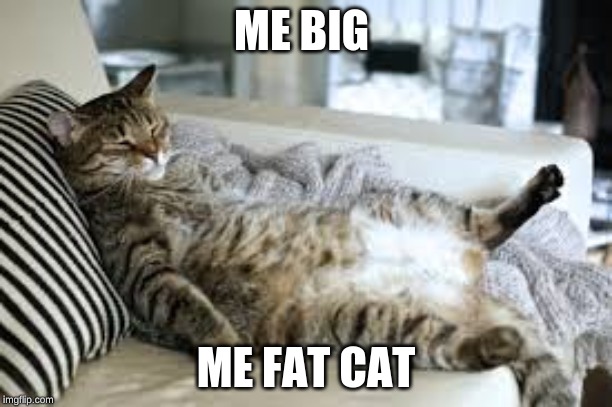 cat fat | ME BIG; ME FAT CAT | image tagged in fat cat | made w/ Imgflip meme maker