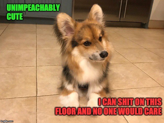 UNIMPEACHABLY CUTE; I CAN SHIT ON THIS FLOOR AND NO ONE WOULD CARE | image tagged in corgi,mischievous corgi maybe i'll,fluffy,dogs an cats,dog,funny dog | made w/ Imgflip meme maker