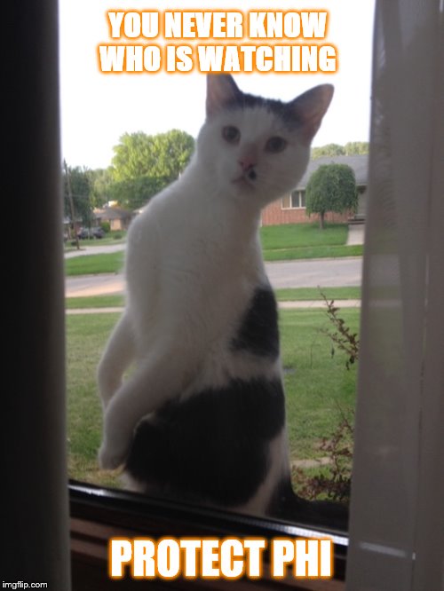 Nosey Neighbor Cat Blank Meme Template