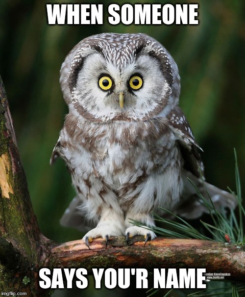 Owl | WHEN SOMEONE; SAYS YOU'R NAME | image tagged in owl | made w/ Imgflip meme maker