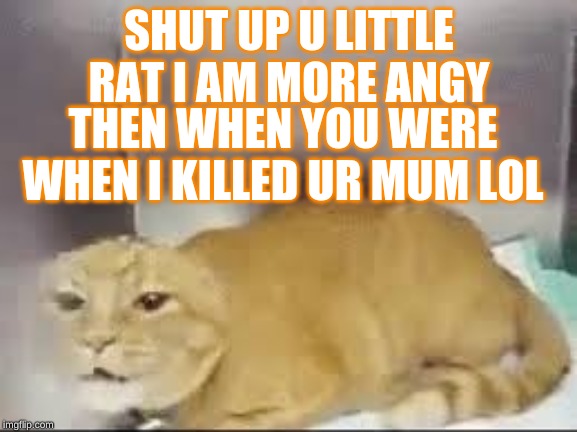 SHUT UP U LITTLE RAT I AM MORE ANGY; THEN WHEN YOU WERE WHEN I KILLED UR MUM LOL | image tagged in grumpy cat | made w/ Imgflip meme maker