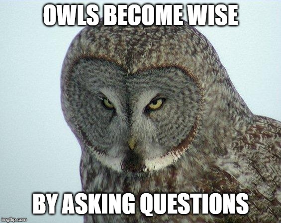 Angry Owl | OWLS BECOME WISE; BY ASKING QUESTIONS | image tagged in angry owl | made w/ Imgflip meme maker