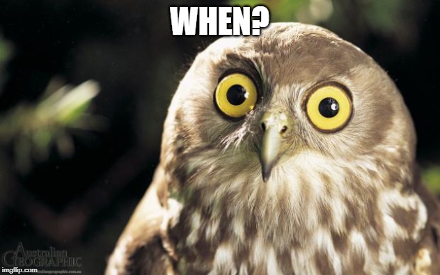 owl thing | WHEN? | image tagged in owl thing | made w/ Imgflip meme maker