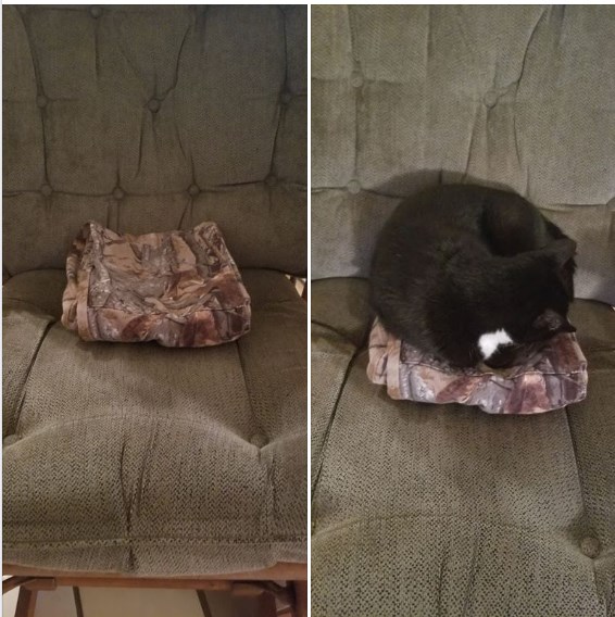 How to trap a cat! Blank Meme Template