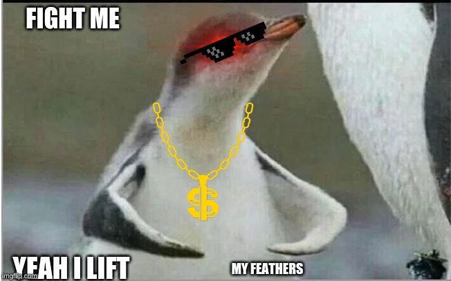 Penguin flexing | FIGHT ME; YEAH I LIFT; MY FEATHERS | image tagged in penguin flexing | made w/ Imgflip meme maker