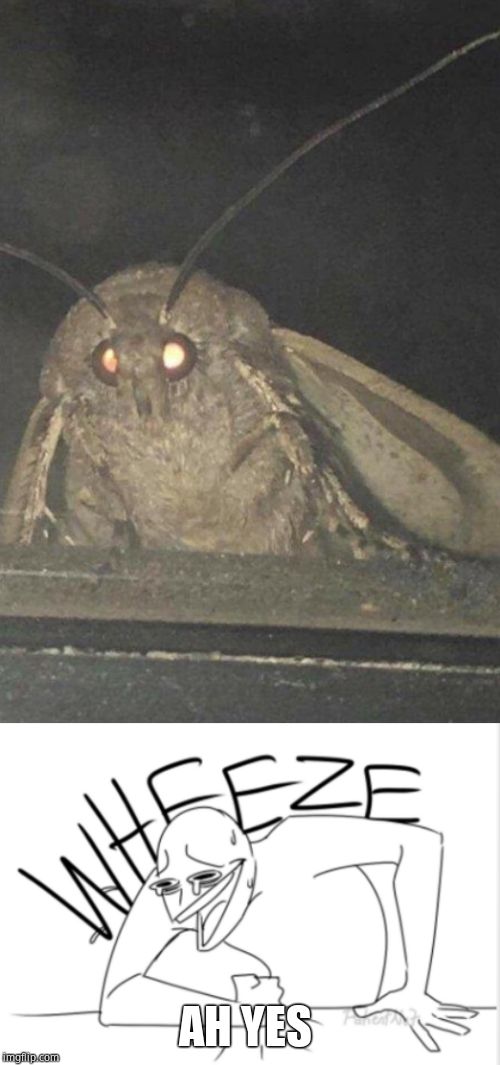 AH YES | image tagged in moth,wheeze | made w/ Imgflip meme maker