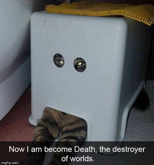 image tagged in cats | made w/ Imgflip meme maker