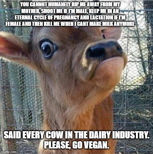 Curious calf | YOU CANNOT HUMANELY RIP ME AWAY FROM MY MOTHER, SHOOT ME IF I'M MALE, KEEP ME IN AN ETERNAL CYCLE OF PREGNANCY AND LACTATION IF I'M FEMALE AND THEN KILL ME WHEN I CANT MAKE MILK ANYMORE; SAID EVERY COW IN THE DAIRY INDUSTRY.
PLEASE, GO VEGAN. | image tagged in curious calf | made w/ Imgflip meme maker