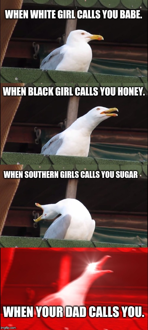 Inhaling Seagull | WHEN WHITE GIRL CALLS YOU BABE. WHEN BLACK GIRL CALLS YOU HONEY. WHEN SOUTHERN GIRLS CALLS YOU SUGAR; WHEN YOUR DAD CALLS YOU. | image tagged in memes,inhaling seagull | made w/ Imgflip meme maker
