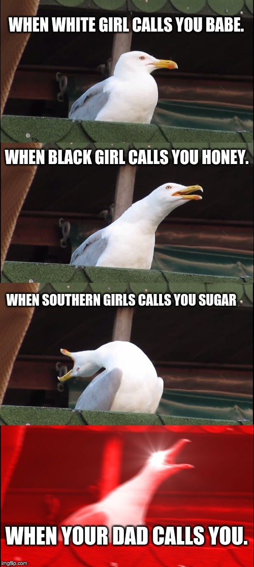 Inhaling Seagull Meme | WHEN WHITE GIRL CALLS YOU BABE. WHEN BLACK GIRL CALLS YOU HONEY. WHEN SOUTHERN GIRLS CALLS YOU SUGAR; WHEN YOUR DAD CALLS YOU. | image tagged in memes,inhaling seagull | made w/ Imgflip meme maker