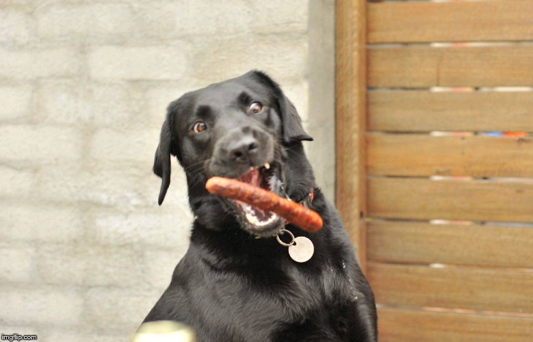 Sausage Dog | image tagged in sausage dog | made w/ Imgflip meme maker