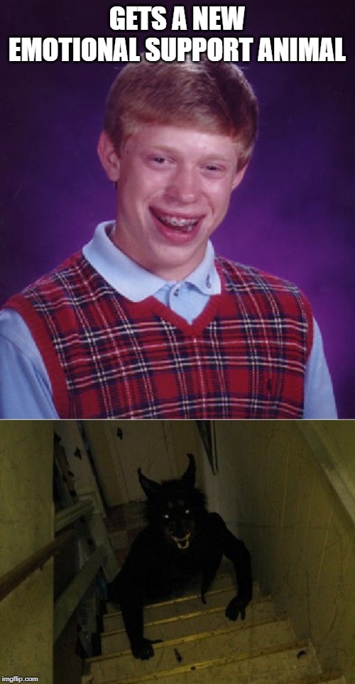 GETS A NEW EMOTIONAL SUPPORT ANIMAL | image tagged in memes,bad luck brian | made w/ Imgflip meme maker