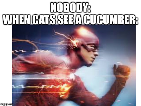 (A cucumber appears!) | NOBODY:
WHEN CATS SEE A CUCUMBER: | image tagged in the flash,cats | made w/ Imgflip meme maker