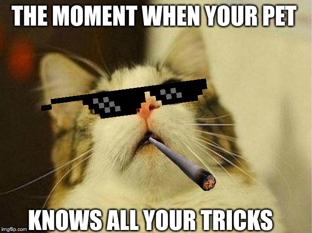 Scared Cat | THE MOMENT WHEN YOUR PET; KNOWS ALL YOUR TRICKS | image tagged in memes,scared cat | made w/ Imgflip meme maker