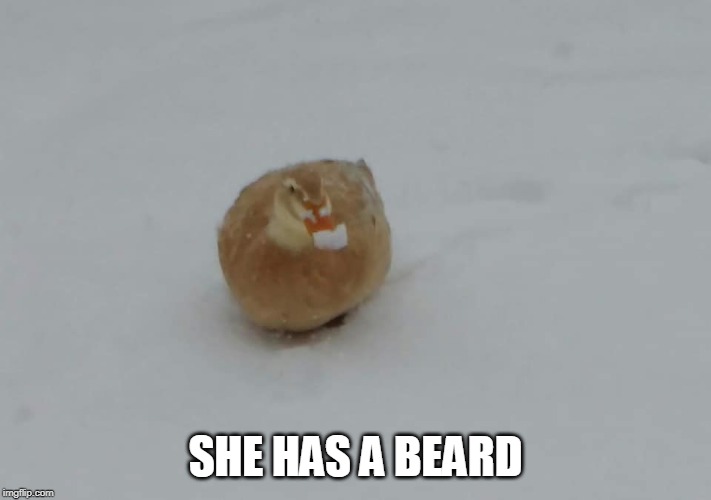 SHE HAS A BEARD | image tagged in ducks,snow | made w/ Imgflip meme maker