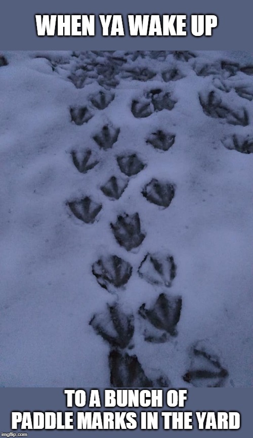 DUCKS HAVE THE COOLEST FOOTPRINTS | WHEN YA WAKE UP; TO A BUNCH OF PADDLE MARKS IN THE YARD | image tagged in ducks,footprints,snow | made w/ Imgflip meme maker