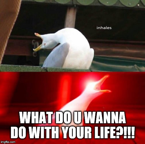 Inhaling Seagull  | WHAT DO U WANNA DO WITH YOUR LIFE?!!! | image tagged in inhaling seagull | made w/ Imgflip meme maker