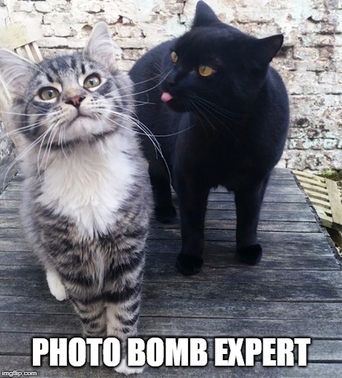 PHOTO BOMB EXPERT | image tagged in cats,funny cats,photobombs | made w/ Imgflip meme maker