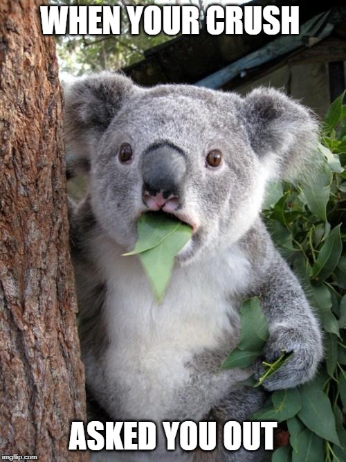 Surprised Koala | WHEN YOUR CRUSH; ASKED YOU OUT | image tagged in memes,surprised koala | made w/ Imgflip meme maker
