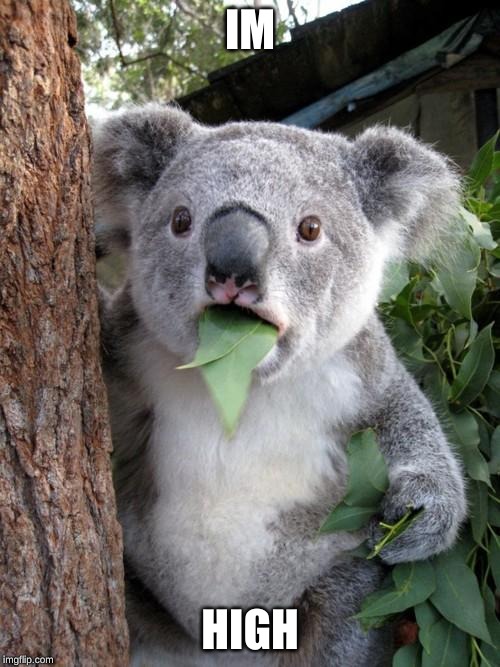 Surprised Koala | IM; HIGH | image tagged in memes,surprised koala | made w/ Imgflip meme maker