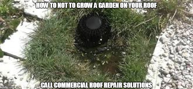 HOW TO NOT TO GROW A GARDEN ON YOUR ROOF; CALL COMMERCIAL ROOF REPAIR SOLUTIONS | made w/ Imgflip meme maker