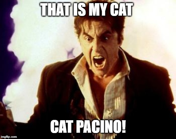 Al Pacino Satan | THAT IS MY CAT CAT PACINO! | image tagged in al pacino satan | made w/ Imgflip meme maker