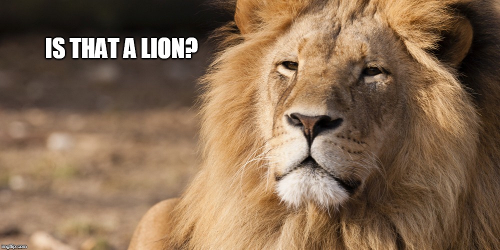 IS THAT A LION? | made w/ Imgflip meme maker