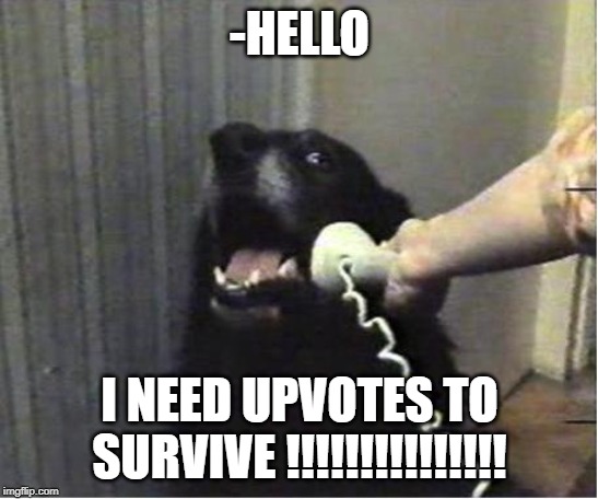 Yes this is dog | -HELLO; I NEED UPVOTES TO SURVIVE !!!!!!!!!!!!!!! | image tagged in yes this is dog | made w/ Imgflip meme maker