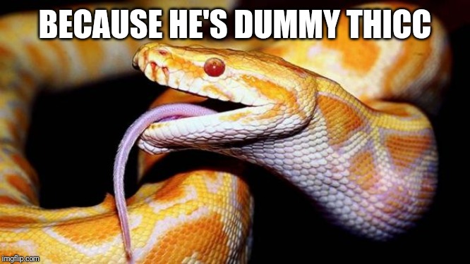 high af snake | BECAUSE HE'S DUMMY THICC | image tagged in high af snake | made w/ Imgflip meme maker