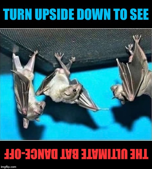 Hangin’ out and gettin’ down | TURN UPSIDE DOWN TO SEE; THE ULTIMATE BAT DANCE-OFF | image tagged in bats,dancing,upside-down,funny animals,funny memes | made w/ Imgflip meme maker