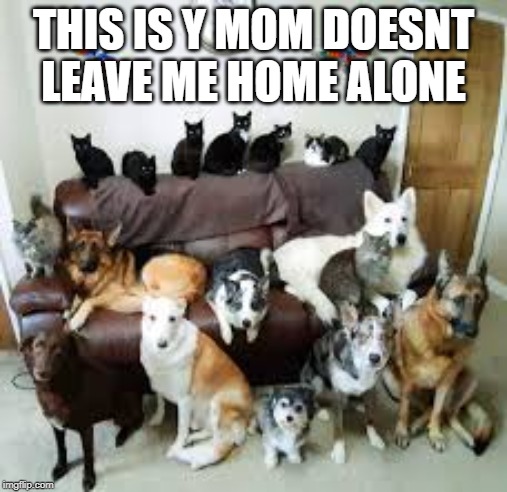 THIS IS Y MOM DOESNT LEAVE ME HOME ALONE | image tagged in bad pun dogs | made w/ Imgflip meme maker